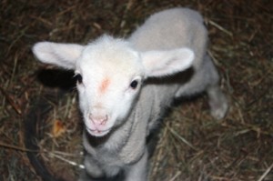 HSV 2012 Baby Animals lambie