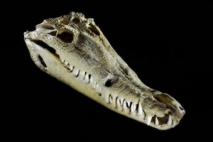 Crocodile skull (Berkshire Museum)