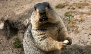 A Marmot. Temirbek Isakunov reportedly died from bubonic plague after eating a marmot