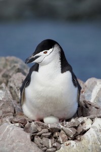 Chinstrap Penguin (by MeadEagle Photos)