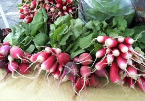 downtown pittsfield farmers market radishes