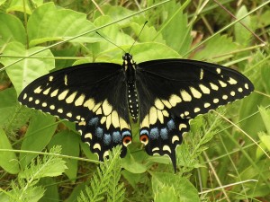 Black Swallowtail (photo Howard Hoople)