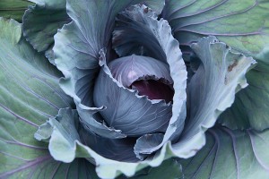 'Red Cabbage' by Bill Duffy