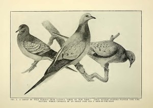 Passenger Pigeons