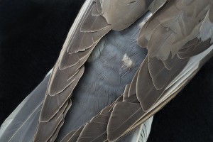 Passenger pigeon 