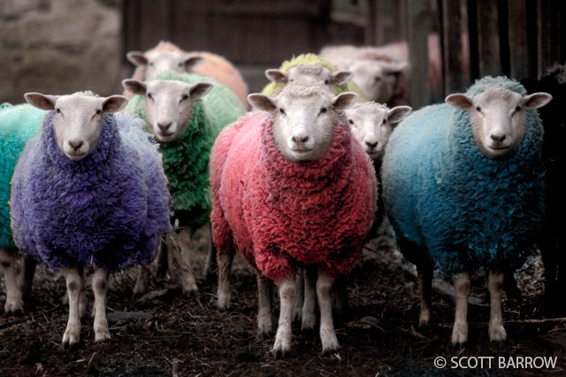'Sheep' by Scott Barrow Photography