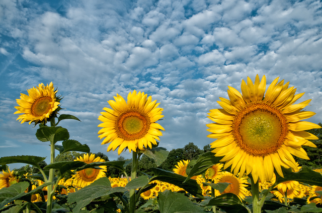 'Coach Farm Sunflowers' by B. Docktor