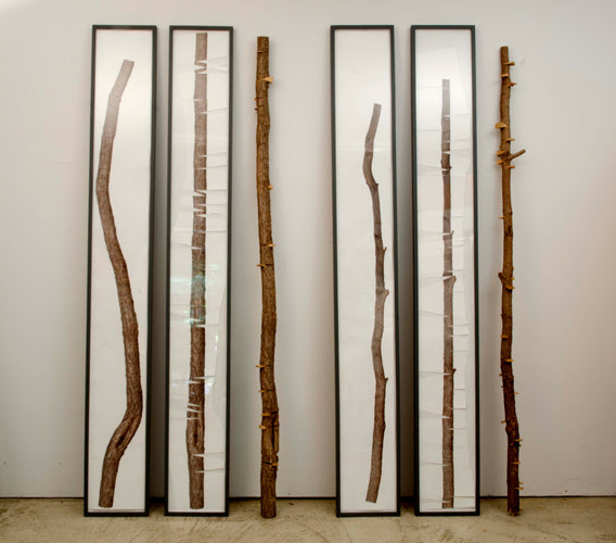 Allan Wexler, Reframing Nature, 2015, archival digital prints, tree branch and wood frames